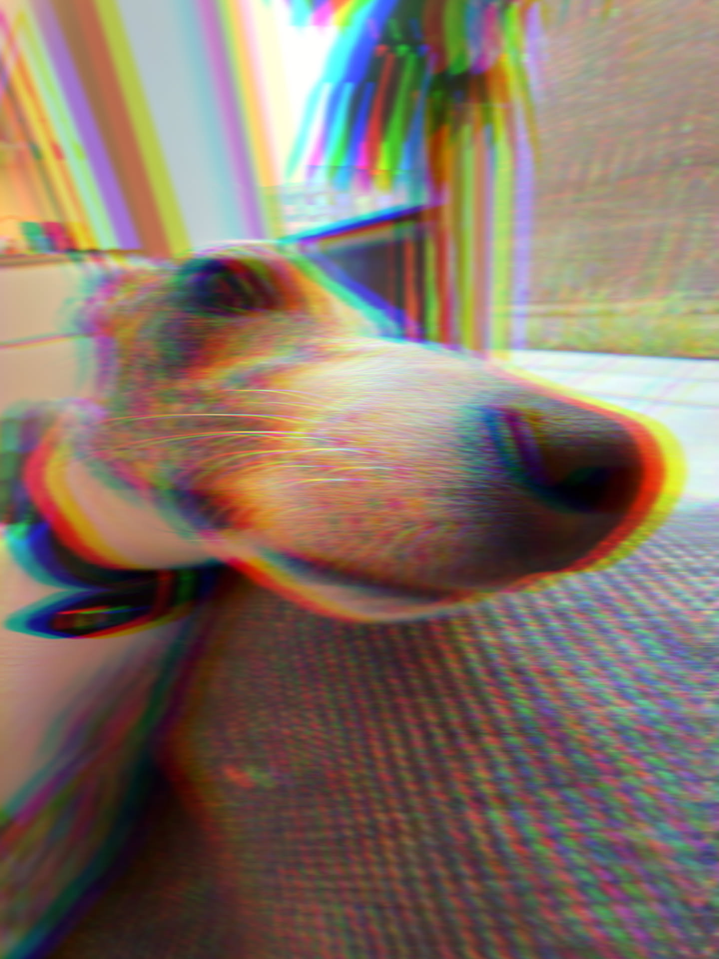 Disco i komplet kaos 🐕